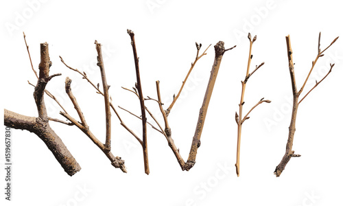 Willow tree dry branches macro, close-up shot, nature texture, detailed bark, autumn leaves, rustic, branch pattern, organic, outdoor scenery, vector illustration.