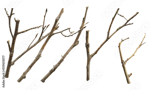 Close-up of dry willow tree branches, organic texture, autumn wood, nature bark, fallen leaves, rustic decor, natural pattern, vector illustration.