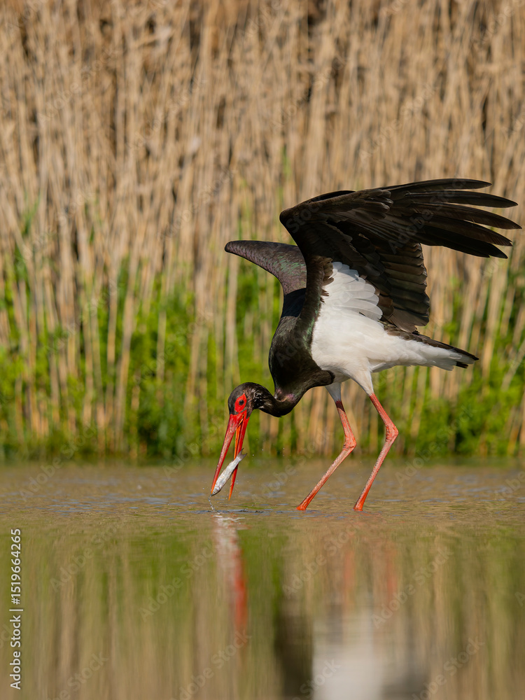 Fototapeta premium Black stork, Ciconia nigra