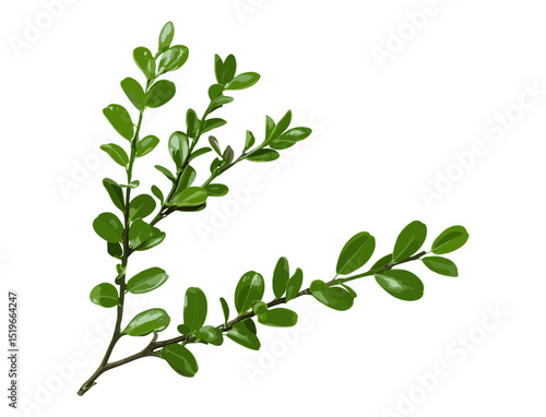 Green boxwood branch isolated, vector illustration, greenery plant design, botanical leaves, garden decoration, eco-friendly foliage, isolated fresh leaves, natural decor element.