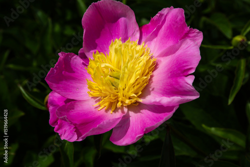 pink peony in the flowerbed, nature