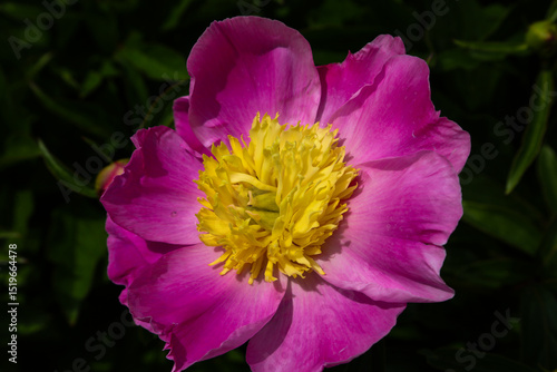 pink peony in the flowerbed, nature