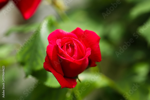 red rose in field, nature background, flower