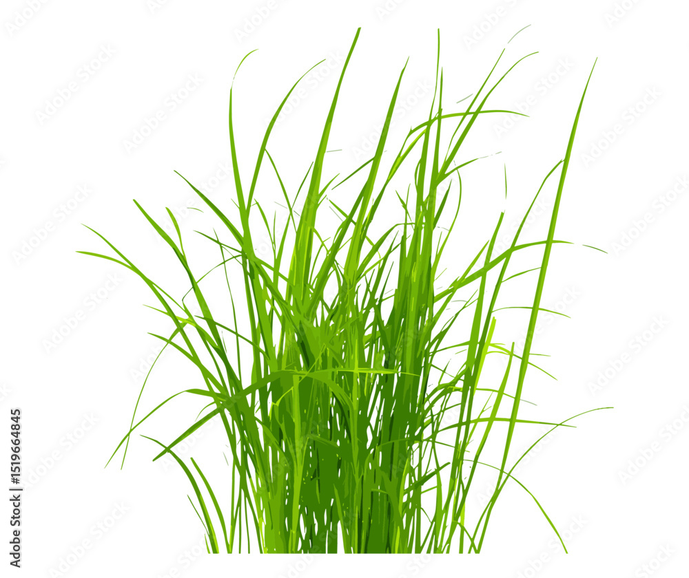 Green grass isolated on white background, texture, clipping path, vector illustration, nature design, outdoor, lush grass, spring season, fresh grass leaves, eco-friendly. Green grass isolated on white background, texture, clipping path, vector illustration, nature design, outdoor, lush grass, spring season, fresh grass leaves, eco-friendly.