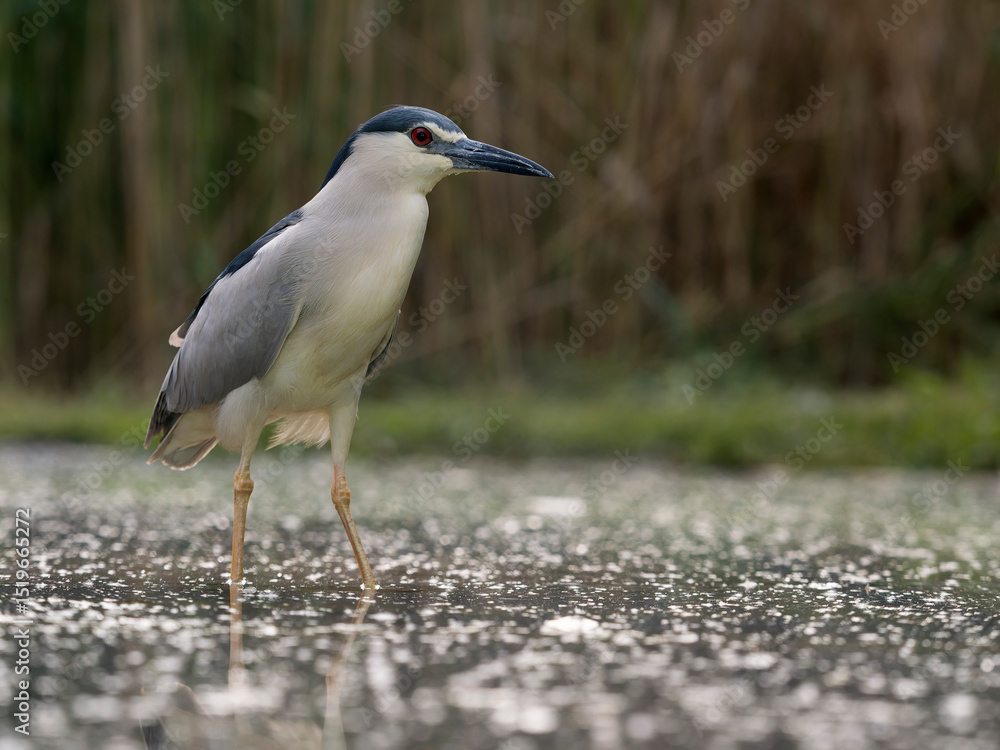 Naklejka premium Black-crowned night heron, Nycticorax nycticorax