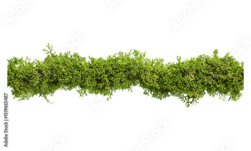 Green moss line frame, isolated on white background, top view, vector illustration, nature design, moss texture, plant frame, botanical decor, sustainable art, eco-friendly illustration.