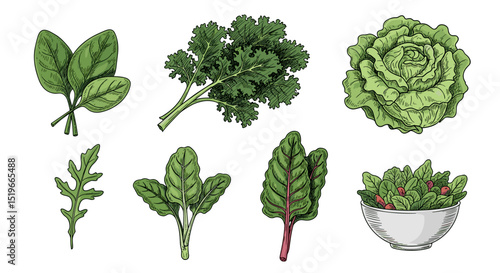 Illustration showing various leafy green vegetables including spinach kale and lettuce varieties arranged nicely