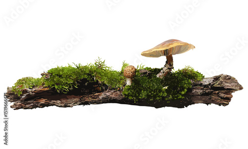 Rotten branch with green moss isolated on white, side view, vector illustration, nature detail, organic textures, tree branch, plant life, green moss, forest decay, environmental beauty.