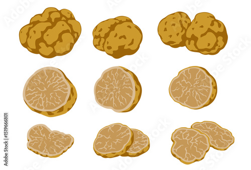 Italian original white truffles on a white background.Fresh sliced truffle. Delicacy exclusive truffle mushroom. on white background, vector illustration	