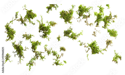 Green moss scattered, isolated on white background, top view, vector illustration, nature texture, organic design, fresh moss, nature pattern, natural elements, botanical style.
