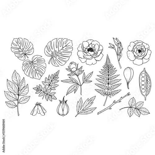 Botanical line art illustration of monstera leaves peony flower and fern frond with floral elements vector