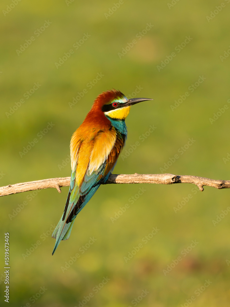 Obraz premium European bee-eater, Merops apiaster