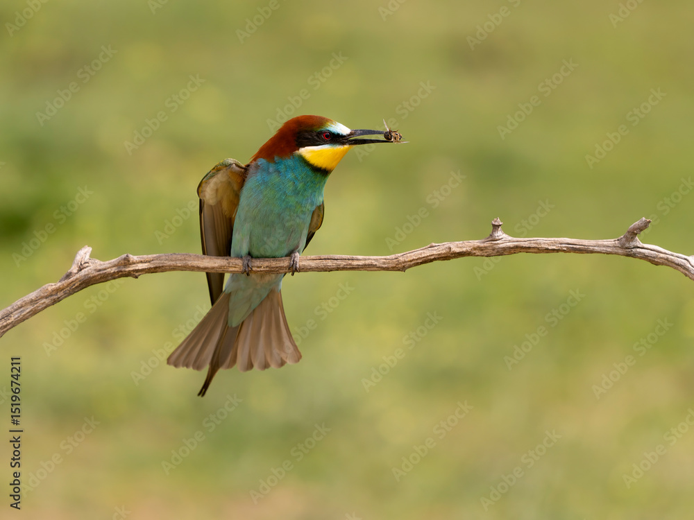 Fototapeta premium European bee-eater, Merops apiaster