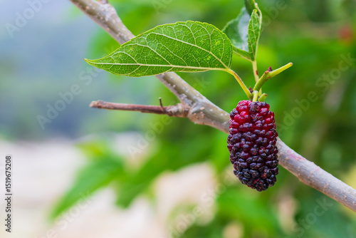 Ripe black mulberry on a tree branch on a blurred background with copy space. Berry on branch of Morus nigra. Selective focus