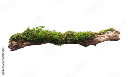 Fresh green moss on rotten branch, dirt isolated on white, side view, clipping path, vector illustration, nature, natural textures, mossy branch, environmental concept.