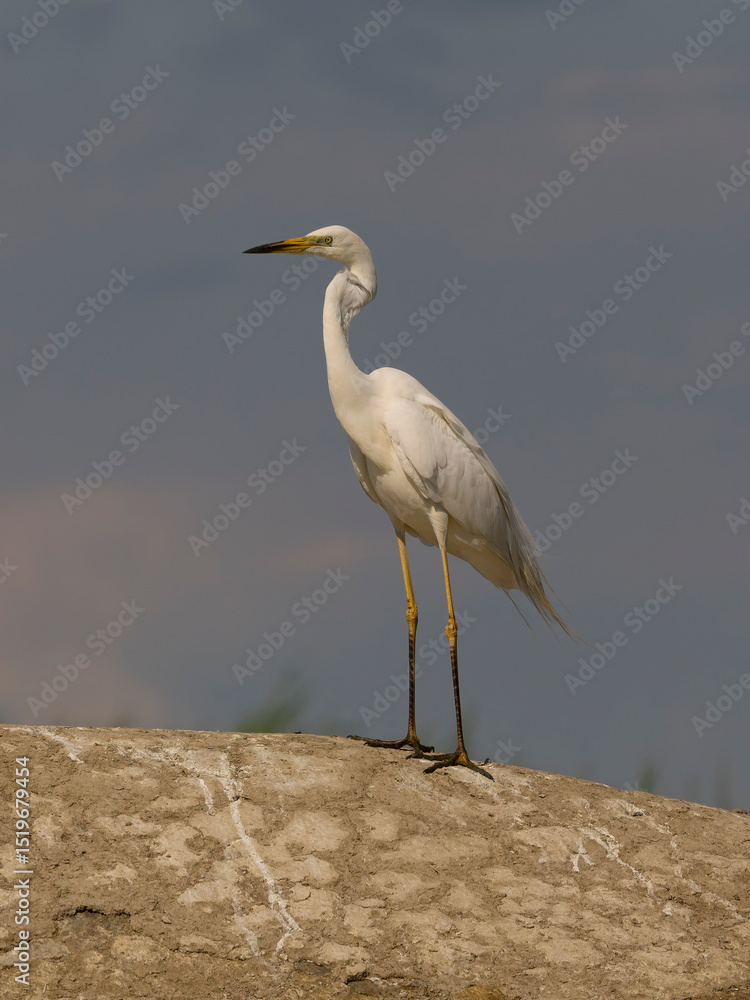 Obraz premium Great white egret, Ardea alba
