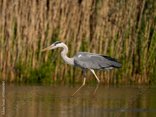 Grey heron, Ardea cinerea