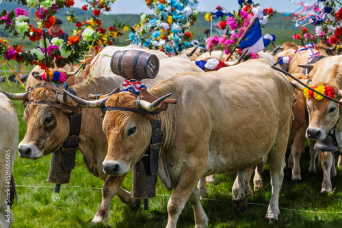 Φωτογραφία cows during the Aubrac transhumance