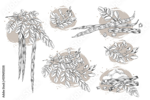 Moringa oleifera composition sketch vector set, hand drawn engraved leaves, pods, seeds and powder product, superfood