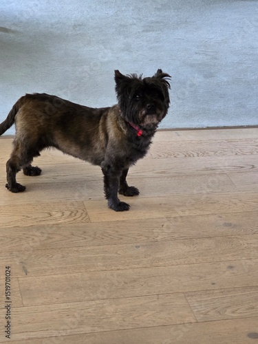 Adorable small black dog with red collar standing on wooden floor indoors, alert and curious expression, perfect for pet care, veterinary, or lifestyle themes