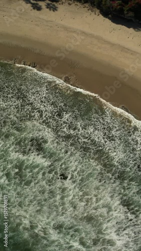 The stormy ocean is polluted with a large amount of algae, which actively run onto the beach sand and run away to gain strength and return.