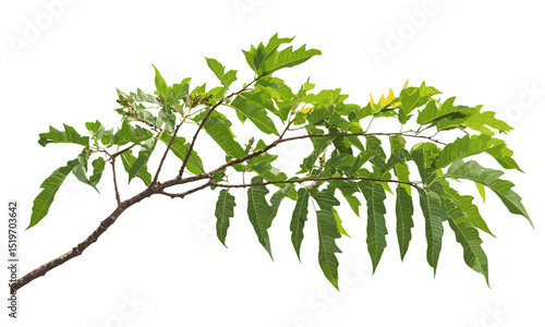Tree of heaven young branch with leaves isolated on white background, Ailanthus altissima vector illustration, nature plant design, botanical art, environmental design, foliage plant.