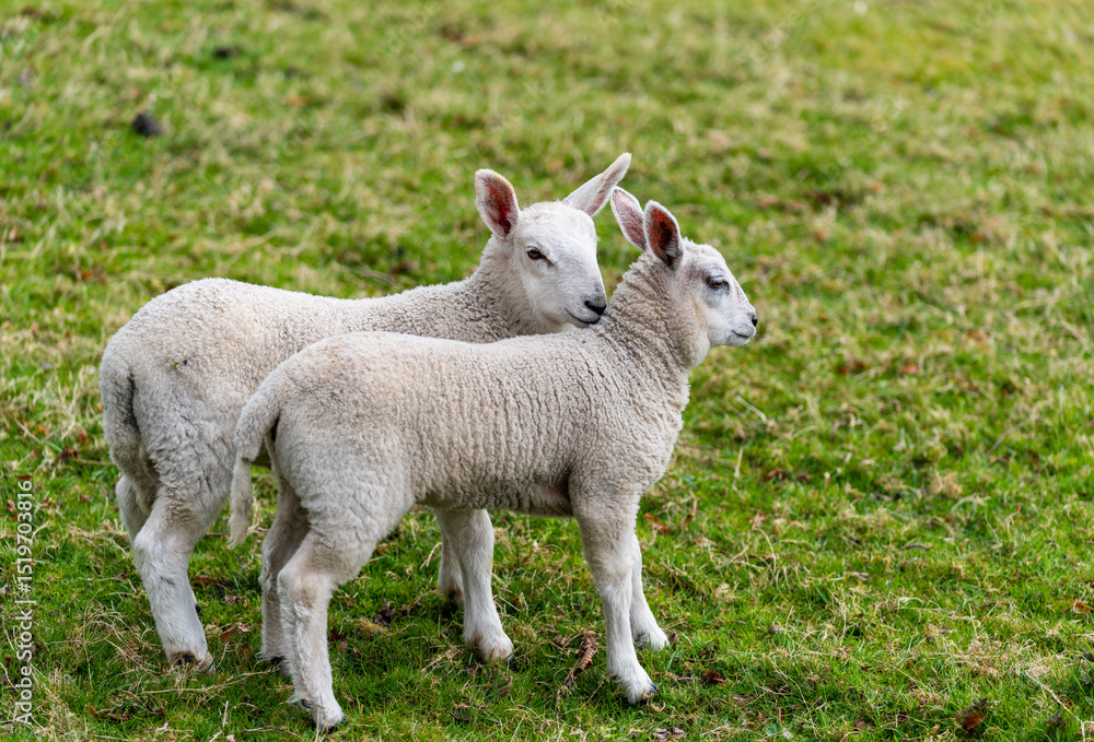 sheep in the field sheep in the field