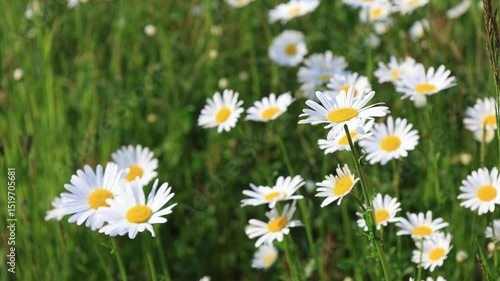 群生して咲く白い花のカンシロギク
