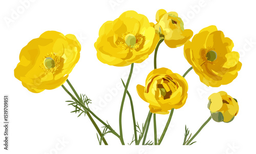Yellow Ranunculus flower, western buttercup, isolated on white, vector illustration, wildflower art, botanical clip art, spring flower, nature graphics.