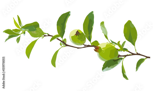 Young green pomegranate branch isolated on white, vector illustration, fresh fruit, nature design, botanical art, healthy food, pomegranate leaf, plant branch, organic, vegan illustration.