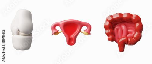 3D realistic model of human digestive, musculoskeletal and female reproductive system, Anatomy internal organ vector set
