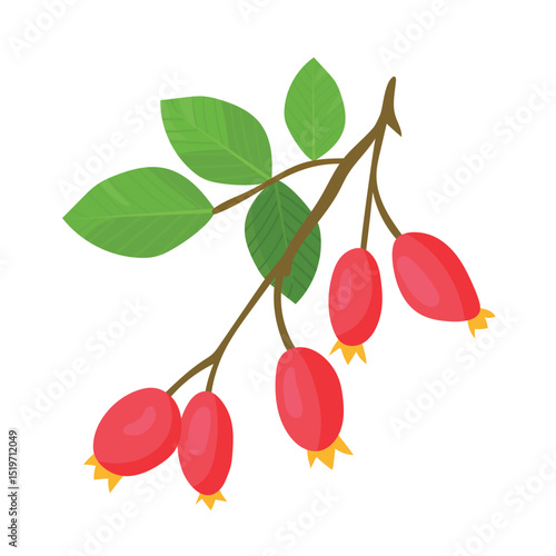 Rosehip branch. Autumn, fall. Flat vector clipart, illustration with isolated background.