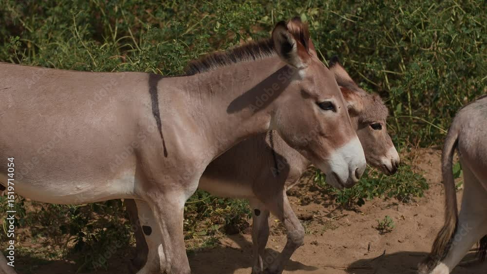 Herd of donkeys graze freely in savannah and eat rare grass. Herd of donkeys graze freely in savannah and eat rare grass.