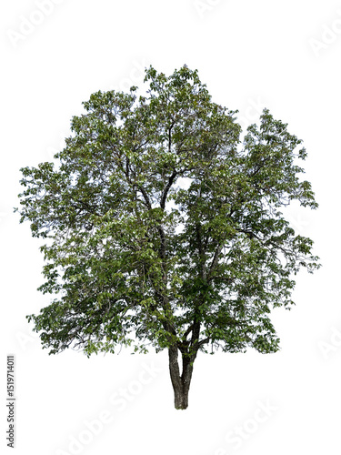 Frontal tree png isolated on transparent background - Walnut tree isolated on transparent background