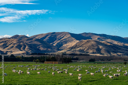 Flock of Sheep Grazing in Green Pasture with Golden Hills Under Blue Sky, South Island New Zealand