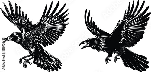 Two Flying Ravens in Aggressive Postures - Vector Art