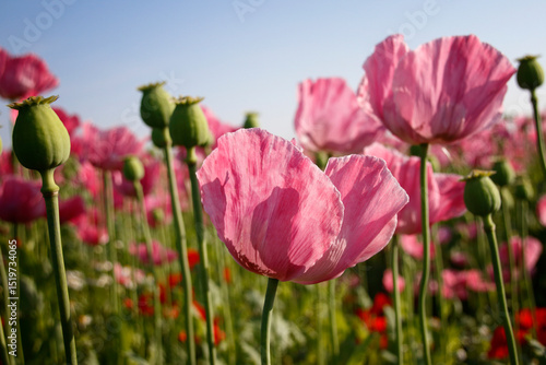 Naklejka rosa blühende Mohnblumen