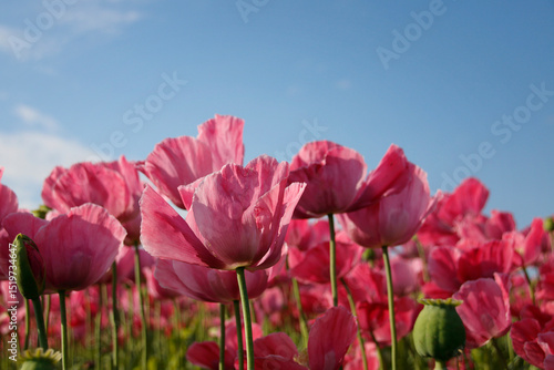 Plakat rosa blühende Mohnblumen