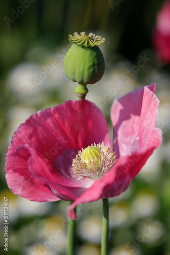 Tapety artystyczne rosa blühende Mohnblumen
