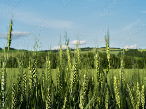 Ears of grain, close up. Barley,  spring sunny landscape