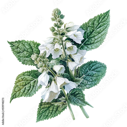 A White Dead-nettle Bouquet, watercolor vector, high quality, isolated on a white background.