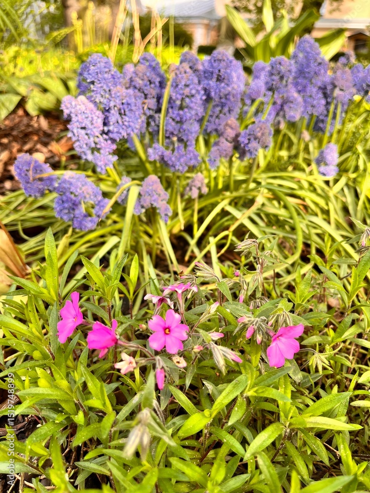 Obraz premium Pink blooming Phlox procumbens and purple Muscari armeniacum Blue Spike in spring garden. Floral background