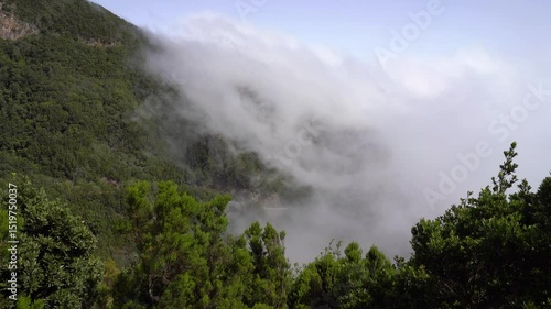 Dense green forest on Tenerife shrouded in low-lying clouds, creating a mystical and scenic landscape under a clear sky.
