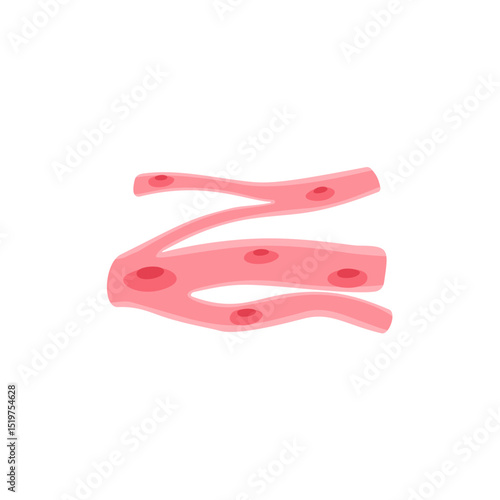 muscle cell illustration