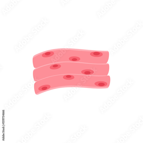 muscle cell illustration