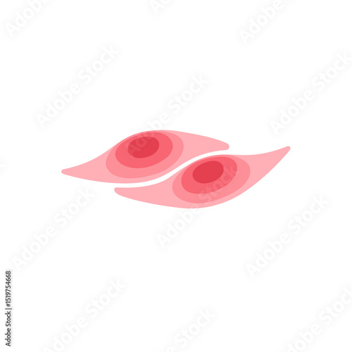 muscle cell illustration