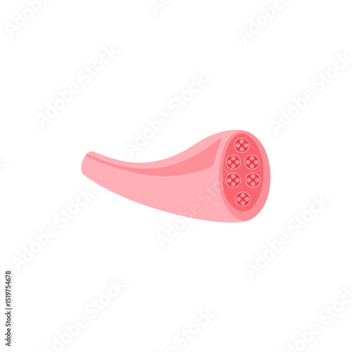 muscle cell illustration