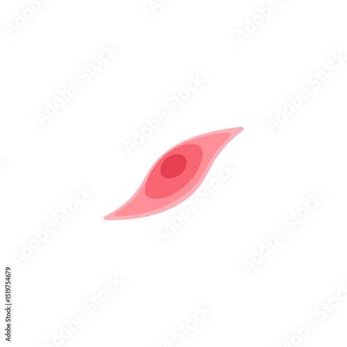 muscle cell illustration