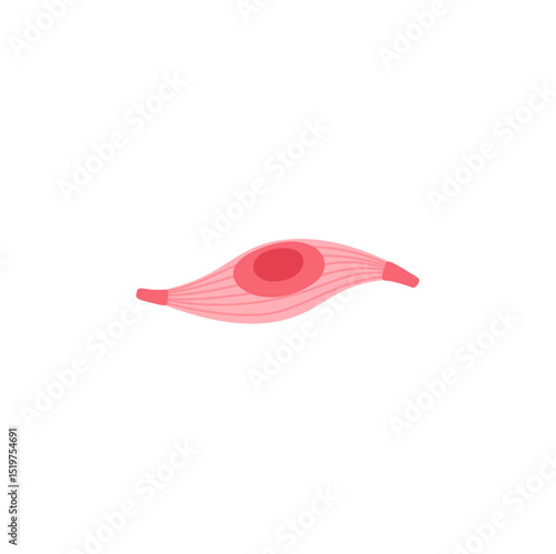 muscle cell illustration