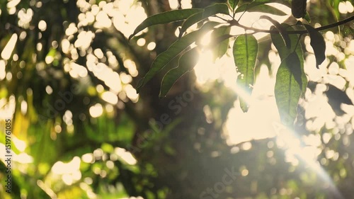 Sunlight shining through green leaves in a peaceful natural setting, creating a warm and tranquil atmosphere in the early morning or late afternoon, bokeh nature tree blur with sunlight shining
